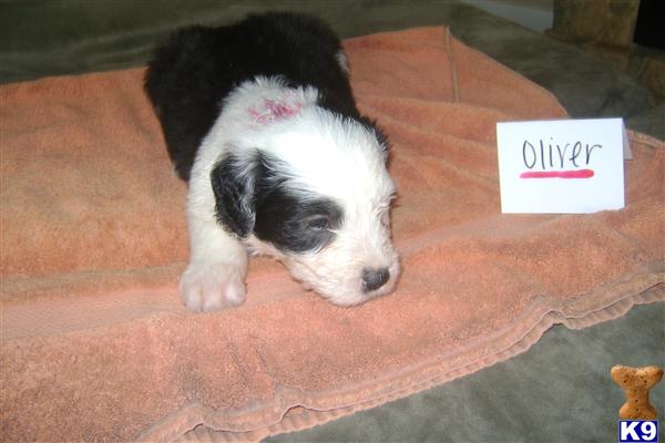 Old English Sheepdog puppy for sale